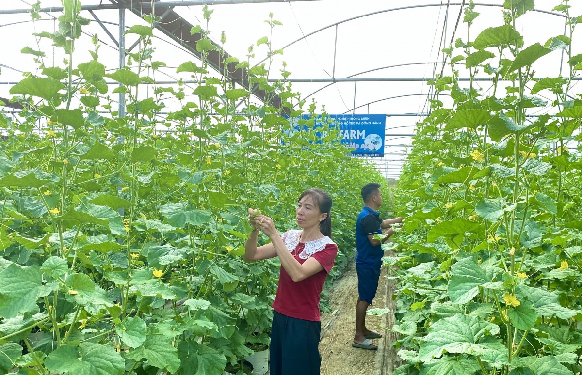 Hợp tác xã Trường Hà bứt phá với mô hình nông nghiệp thông minh