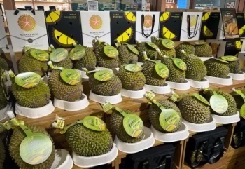 Malaysia tăng tốc giành thị phần sầu riêng tại Trung Quốc, thách thức vị thế của Thái Lan