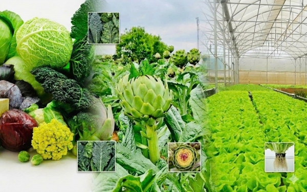 Lâm Đồng mở rộng cơ hội hợp tác nông nghiệp với Nhật Bản từ thế mạnh rau củ quả