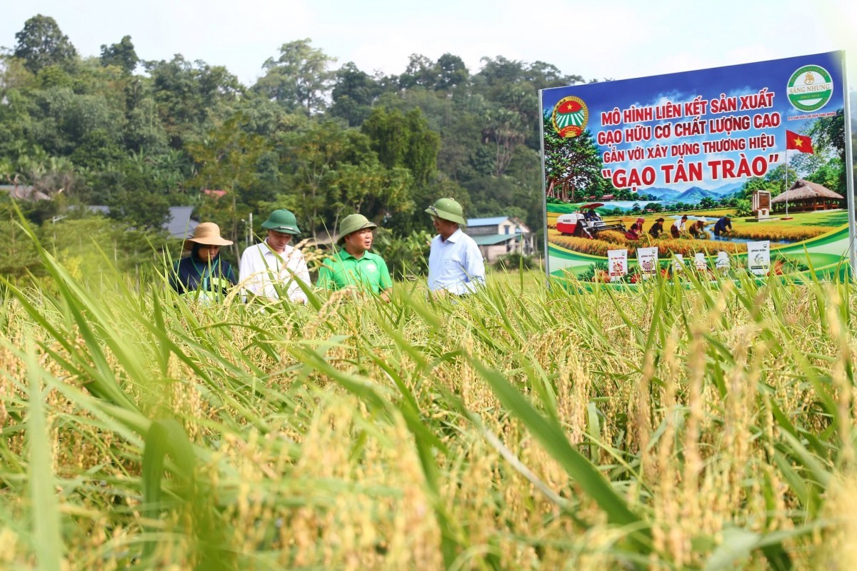 tu canh dong huu co den thuong hieu gao tan trao
