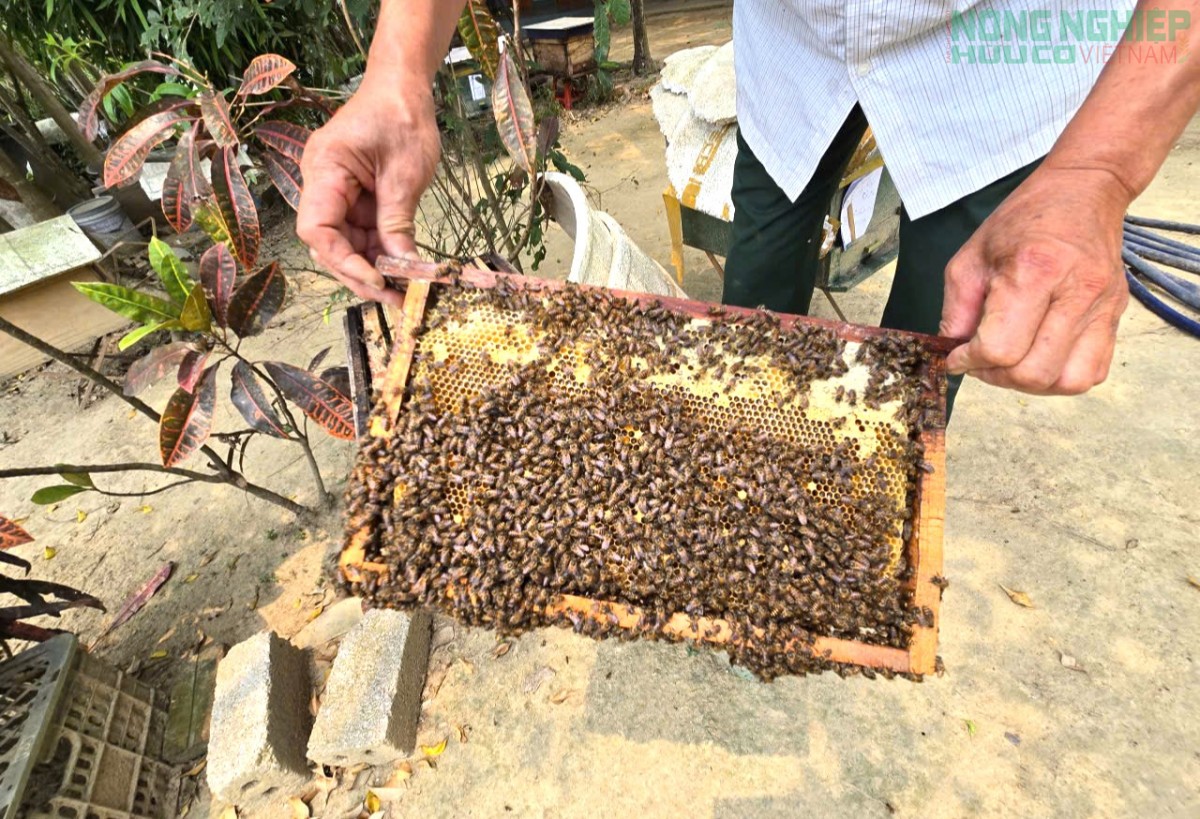 Làm giàu nhờ mô hình nuôi ong tự nhiên lấy mật của nông dân Nghệ An