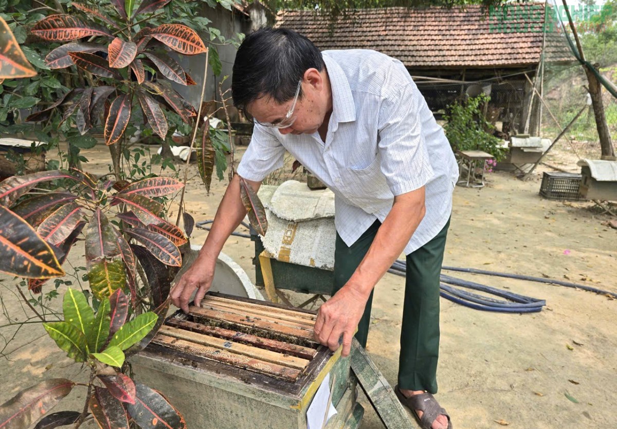 Làm giàu nhờ mô hình nuôi ong tự nhiên lấy mật của nông dân Nghệ An