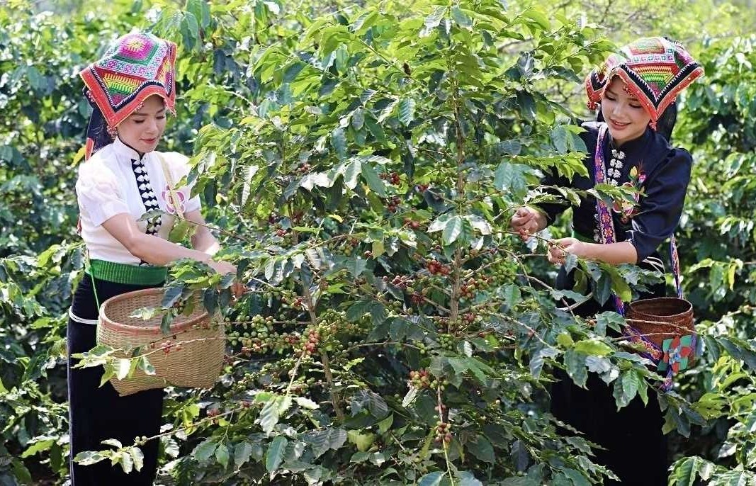 ca phe son la nang tam arabica tu canh tac sinh thai