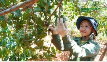 Lâm Đồng phát triển chuỗi giá trị và nâng cao sức cạnh tranh của nông sản