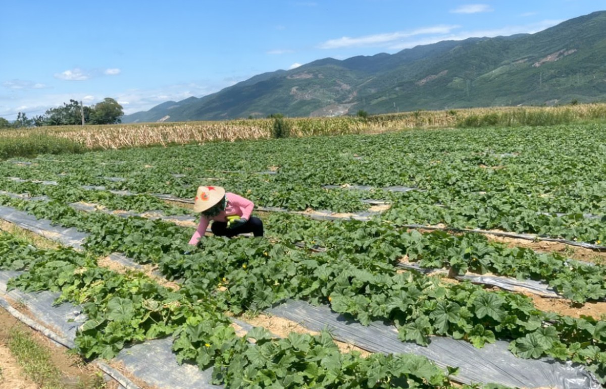 Nông dân làm nông nghiệp hữu cơ, chinh phục thị trường bằng chất lượng