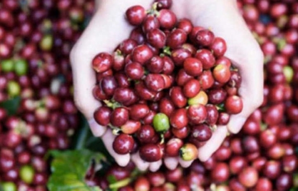 Từ đặc sản quê nhà đến thương hiệu OCOP