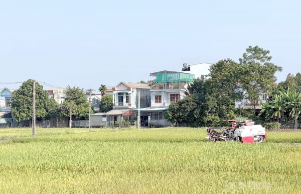 Tuyên Quang: Nông dân khẩn trương thu hoạch lúa mùa, đẩy nhanh sản xuất vụ đông