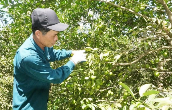 Đà Nẵng: Sơn Cẩm Hà khơi thông nguồn lực, tạo đà phát triển kinh tế