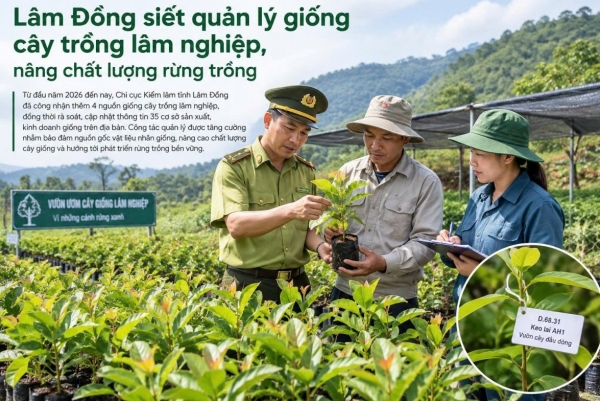 Lâm Đồng tăng cường kiểm soát nguồn gốc giống cây lâm nghiệp