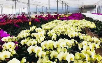 Lâm Đồng hướng dẫn doanh nghiệp trồng lan thực hiện theo quy định CITES