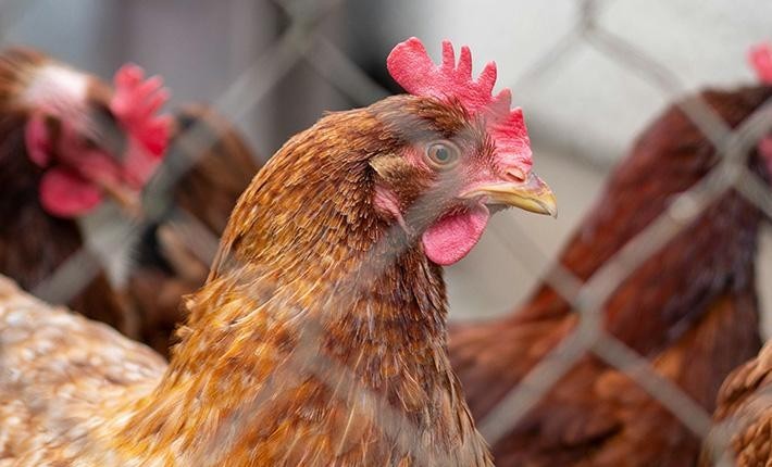 Virus cúm gia cầm có khả năng sinh sôi ở nhiệt độ cao