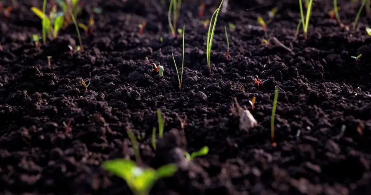 Khi đô thị hóa tăng tốc, đất đai trở thành “chìa khóa xanh” của tương lai