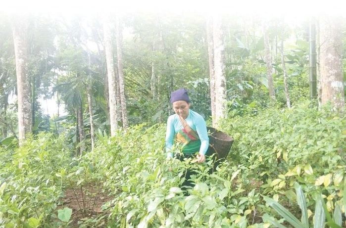 Phát triển vùng sản xuất lâm nghiệp theo hướng giá trị hữu cơ