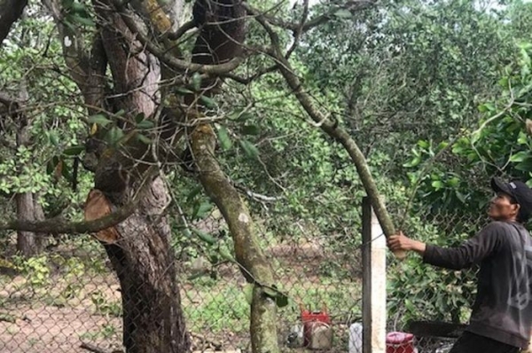 Tận dụng phụ phẩm cây điều già chế biến than sinh khối