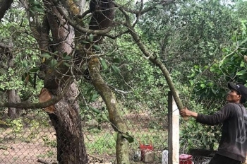 Tận dụng phụ phẩm cây điều già chế biến than sinh khối