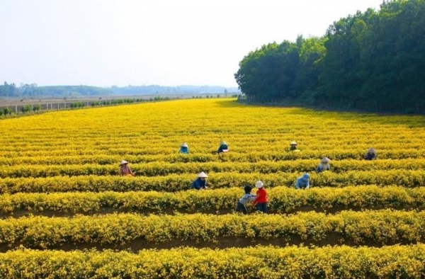 HTX vươn mình từ cánh đồng hoa cúc chi hữu cơ