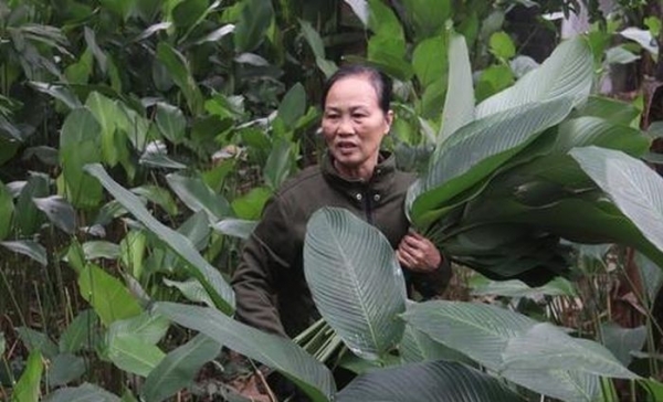 Lá dong Tràng Cát vào vụ Tết, người dân thu tiền triệu