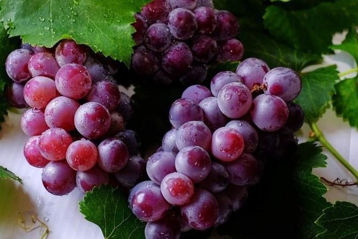 Ăn nho trước khi ngủ có giúp bạn ngủ ngon hơn?