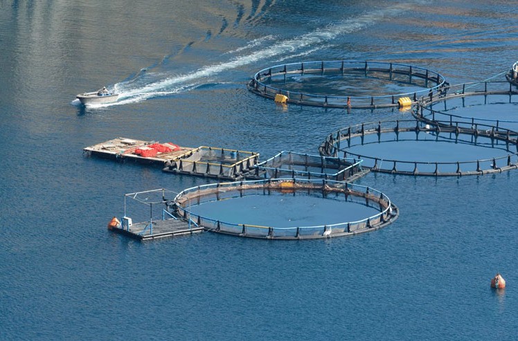 Xu hướng công nghệ thủy sản 2026