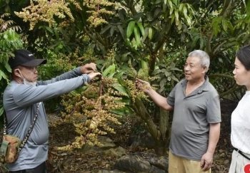 Mai Sơn phát huy hiệu quả nông nghiệp công nghệ cao