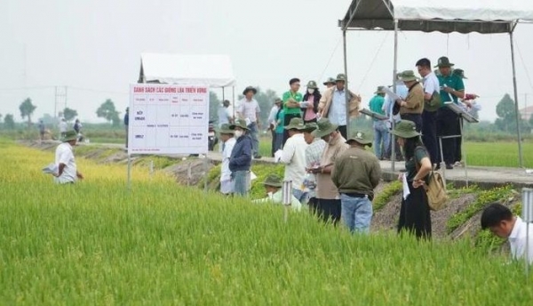 Giống lúa mới mở hướng phát triển phân khúc gạo chất lượng cao