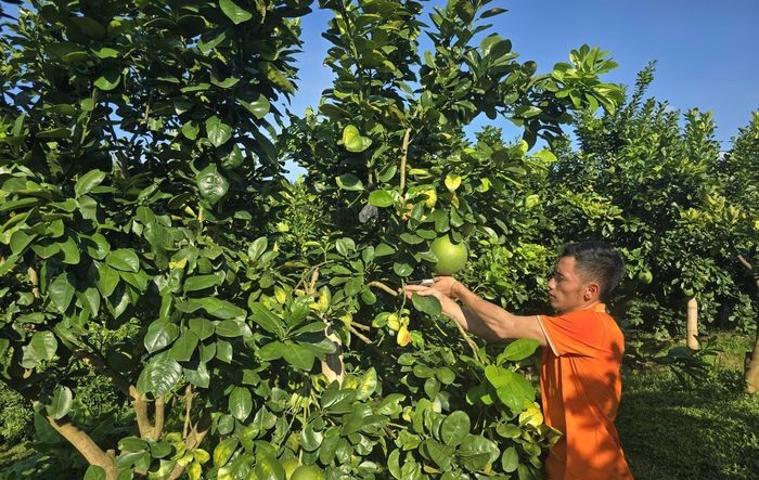 Phát triển nông nghiệp xanh - thông minh - bền vững