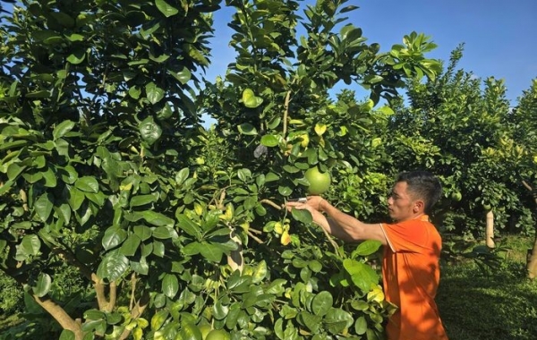 Phát triển nông nghiệp xanh - thông minh - bền vững