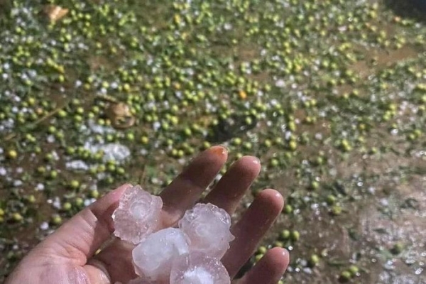 Mưa đá "tàn phá" hàng trăm ha mận, táo ở Sơn La