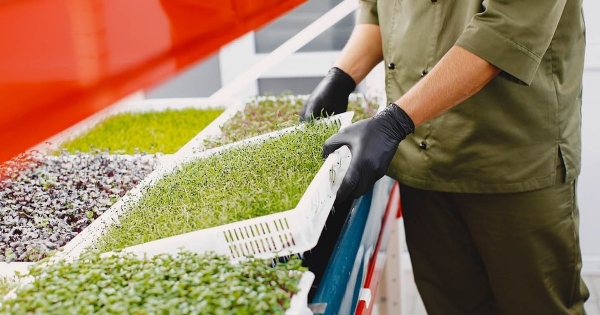 Container farming và sự dịch chuyển của nông nghiệp đô thị