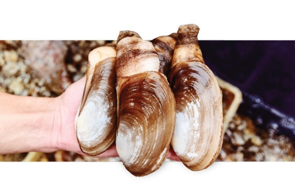 Kỹ thuật nuôi tu hài bằng giàn treo cố định