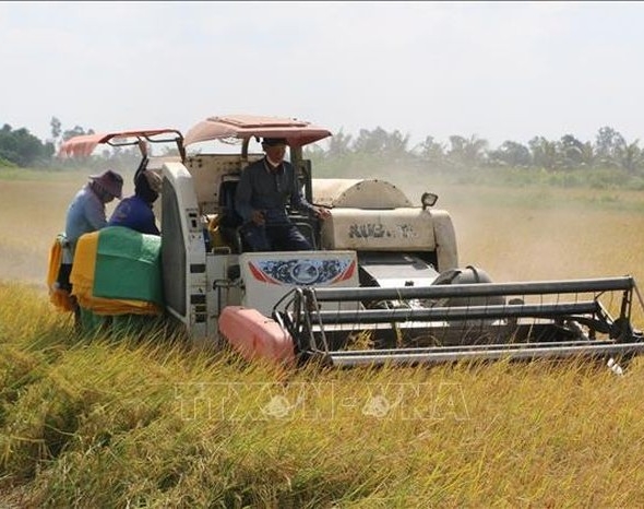 Giá lúa gạo trong nước và xuất khẩu đồng loạt tăng