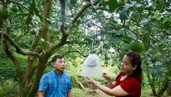 Phú Thọ có trên 4.200 ha cam, bưởi đặc sản có thương hiệu, chỉ dẫn địa lý