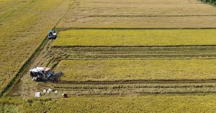 Đồng Tháp hồi sinh đồng ruộng bằng lúa giảm phát thải