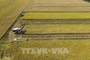 Đồng Tháp hồi sinh đồng ruộng bằng lúa giảm phát thải