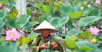 Phát triển cây sen gắn với chế biến sâu và du lịch trải nghiệm