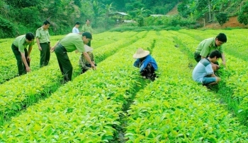 Tăng chế tài với vi phạm mã số vùng trồng, bảo vệ uy tín nông sản xuất khẩu