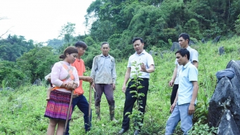 Điện Biên chuyển đổi cơ cấu cây trồng, mở hướng phát triển nông nghiệp bền vững