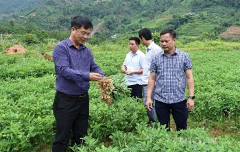 Phát huy cây trồng chủ lực, mở rộng liên kết nâng cao giá trị nông nghiệp