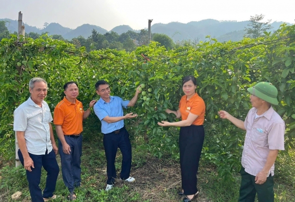 Tuyên Quang: Chanh dây mở hướng làm giàu trên vùng đất đồi