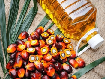Indonesia sẽ sớm thương mại hóa nhiên liệu máy bay (SAF) từ dầu cọ