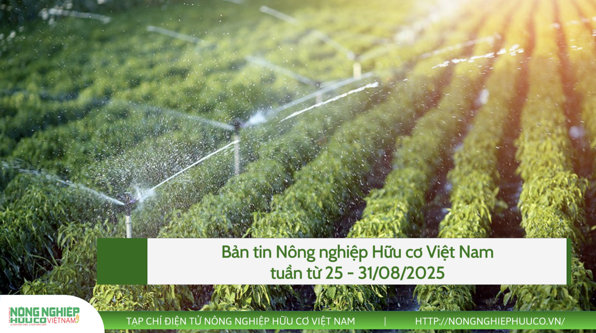 Bản tin Nông nghiệp hữu cơ, tuần từ 25 – 31/08/2025