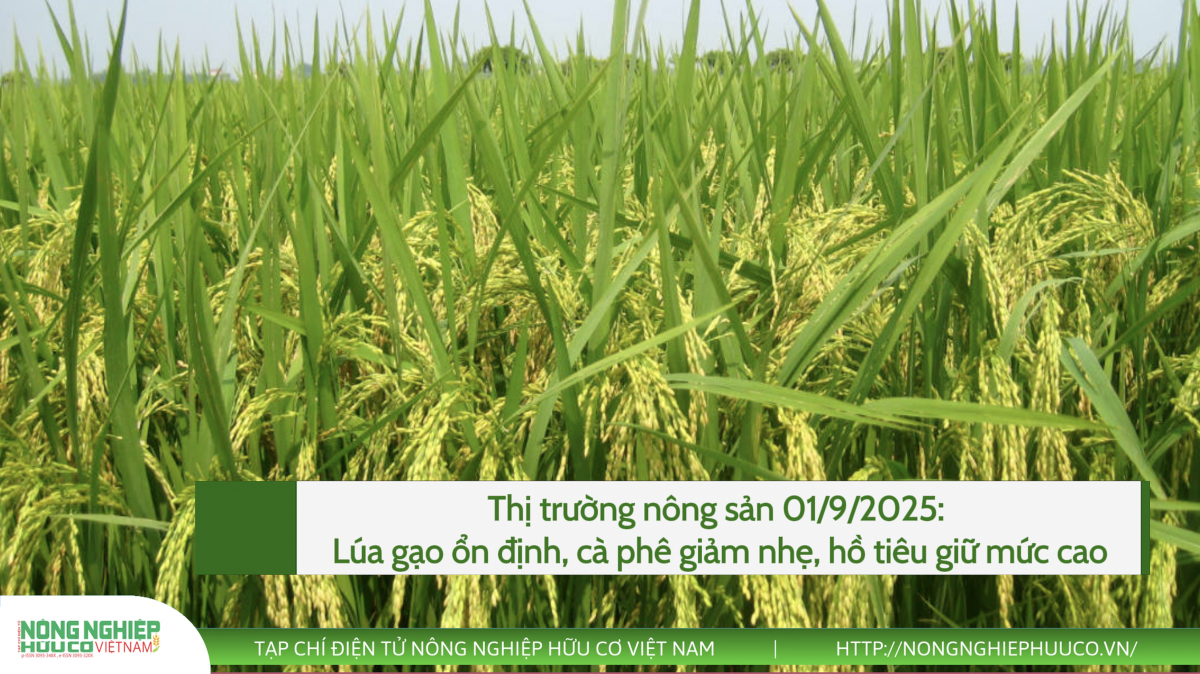 Thị trường nông sản 01/9/2025: Lúa gạo ổn định, cà phê giảm nhẹ, hồ tiêu giữ mức cao