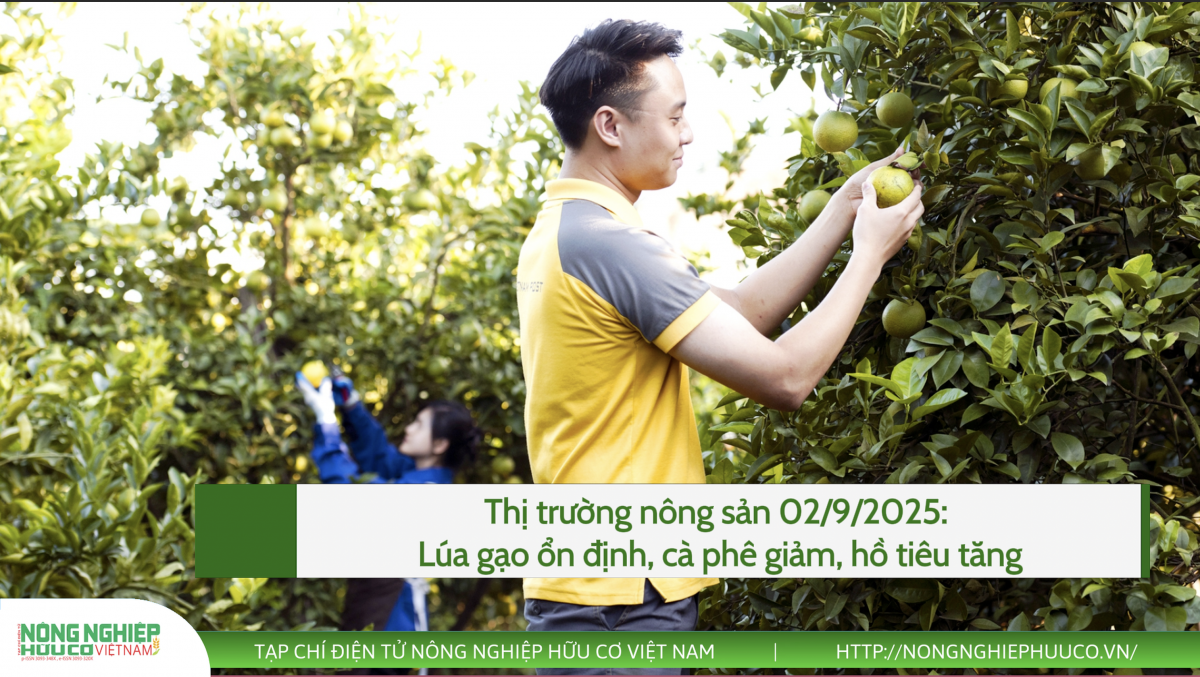 Thị trường nông sản 02/9/2025: Lúa gạo ổn định, cà phê giảm, hồ tiêu tăng