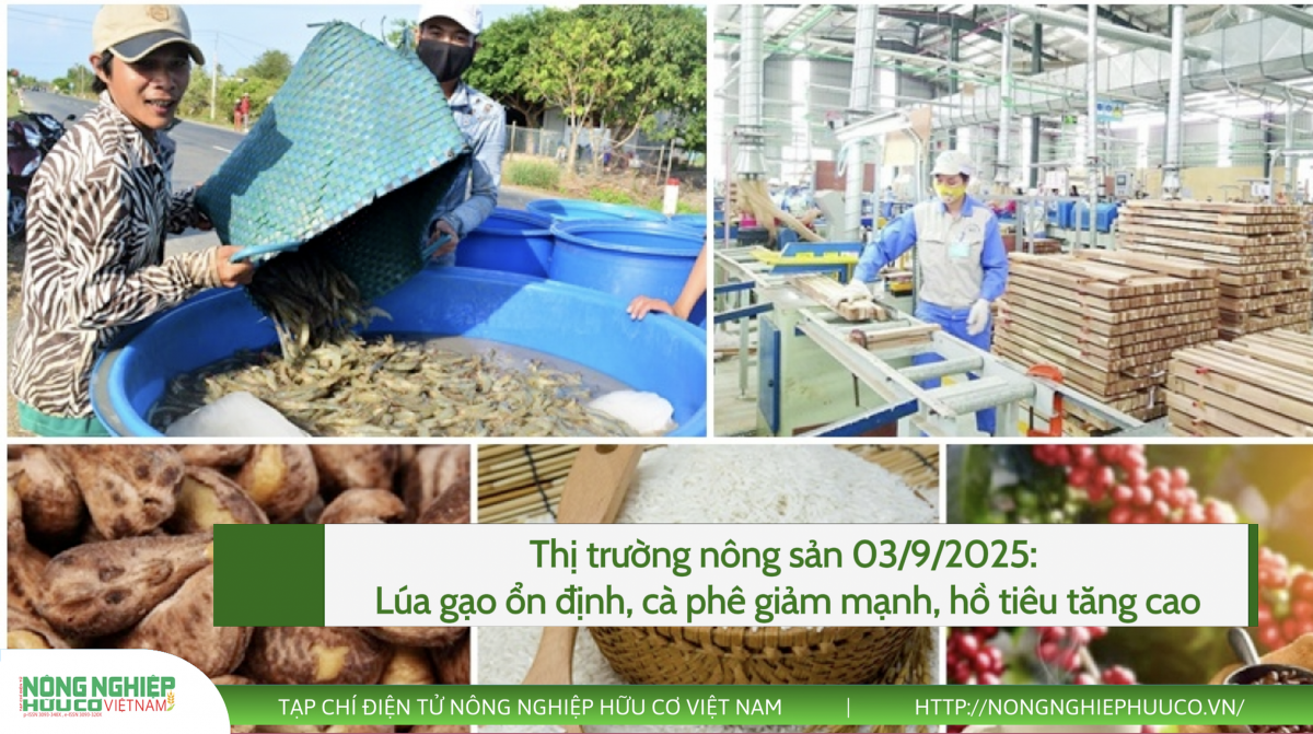 Thị trường nông sản 03/9/2025: Lúa gạo ổn định, cà phê giảm mạnh, hồ tiêu tăng cao