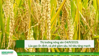 Thị trường nông sản 04/9/2025: Giá hồ tiêu liên tiếp tăng mạnh, cà phê giảm sâu