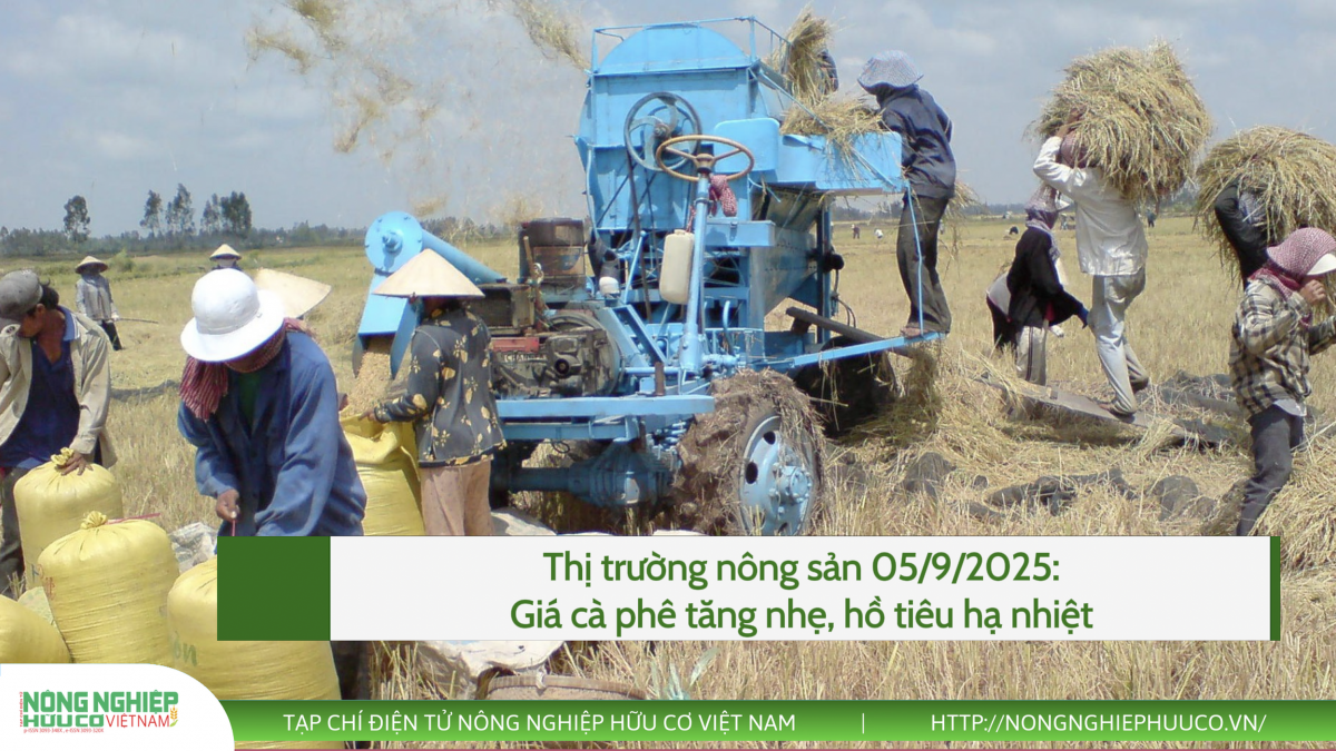 Thị trường nông sản 05/9/2025: Giá cà phê tăng nhẹ, hồ tiêu hạ nhiệt