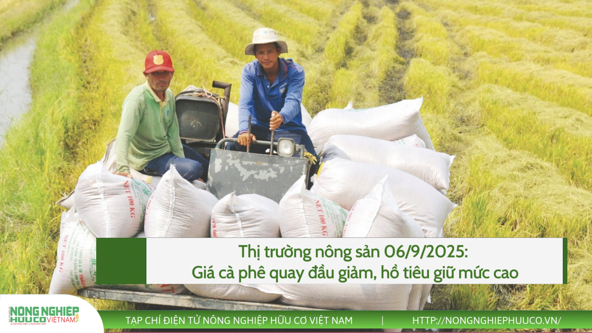 Thị trường nông sản 06/9/2025: Giá cà phê quay đầu giảm, hồ tiêu giữ mức cao