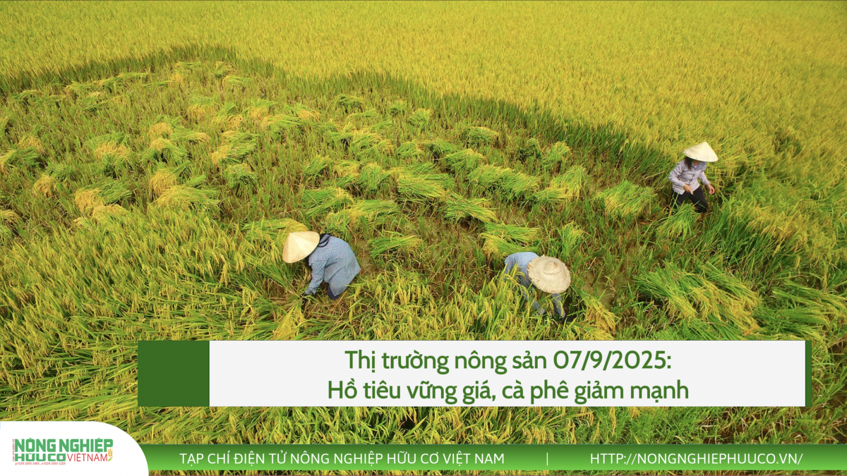 Thị trường nông sản 07/9/2025: Hồ tiêu vững giá, cà phê giảm mạnh