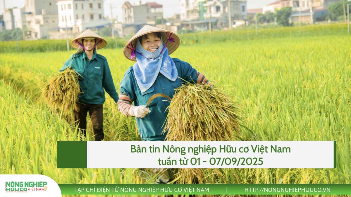 Bản tin Nông nghiệp hữu cơ, tuần từ 01 - 07/09/2025
