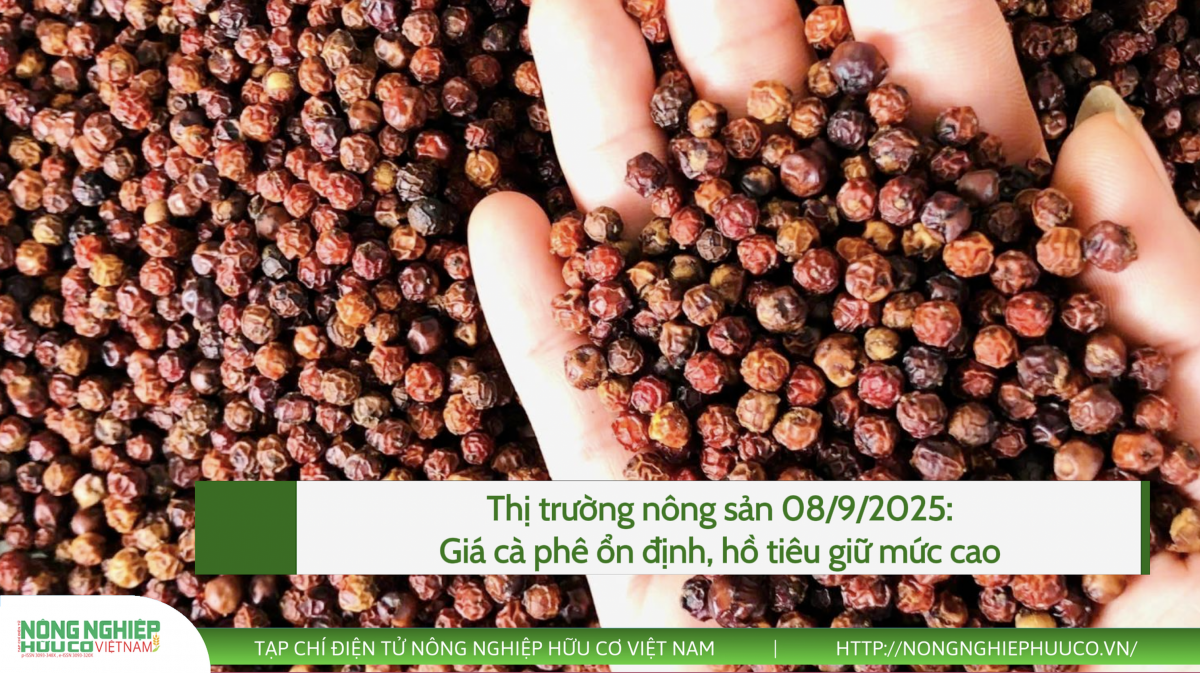 Thị trường nông sản 08/9/2025: Giá cà phê ổn định, hồ tiêu giữ mức cao